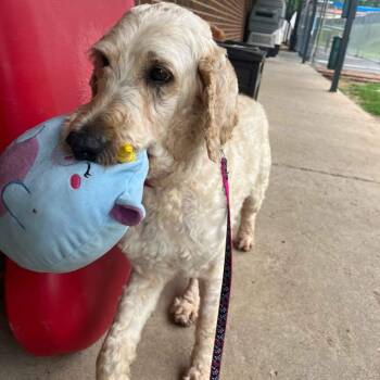 Landry -  Poodle and Mixed Breed Dog for Adoption in Nashville, Tennessee - Landry | PetCurious