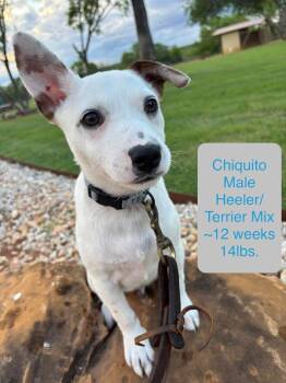 Dachshund and Cattle Dog Dogs Available for Adoption in Winter, Wisconsin - Chiquito | PetCurious