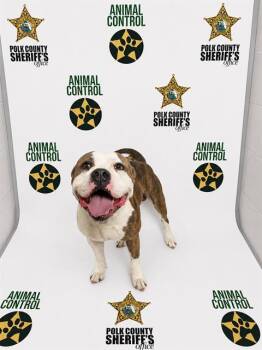 American Bulldog and Mixed Breed Dogs Available for Adoption in Winter Haven, Florida - ALLEN | PetCurious