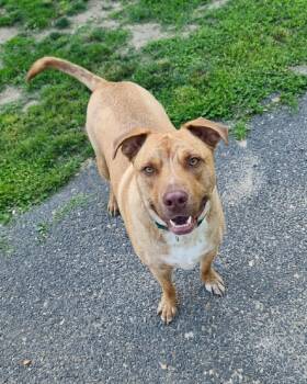 Abster -  American Staffordshire Terrier Dog for Adoption in Gulfport, Mississippi - Abster | PetCurious