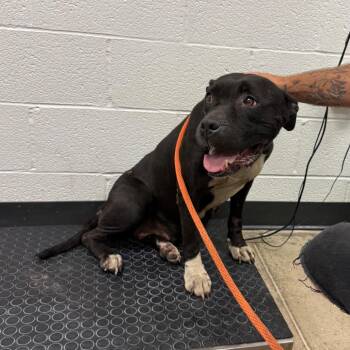 YORK-Stray-16375 -  Pit Bull Terrier and Mixed Breed Dog for Adoption in York, Pennsylvania - YORK-Stray-16375 | PetCurious
