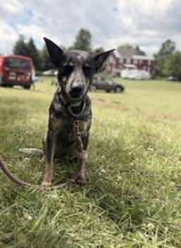Cori -  Australian Cattle Dog Blue Heeler Dog for Adoption in Stewart Manor, New York - Cori | PetCurious