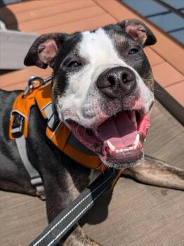 Rescue Pit Bull Terrier and Mixed Breed Dogs for Adoption in Kent, Washington - DAVEY | PetCurious