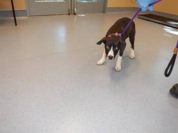 CHICKADEE -  Pit Bull Terrier Dog for Adoption in San Jose, California - CHICKADEE | PetCurious