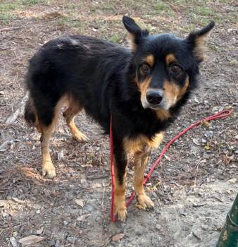 Bandie -  Collie Dog for Adoption in Little Rock, Arkansas - Bandie | PetCurious
