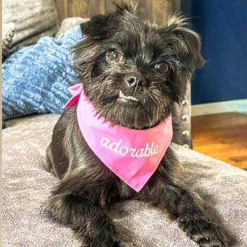 Schnauzer Dogs Available for Adoption - Jenna | PetCurious