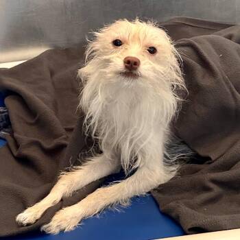 Jax -  Terrier and Mixed Breed Dog for Adoption in Chesapeake, Virginia - Jax | PetCurious