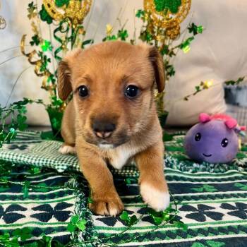 Dachshund Dogs Available for Adoption - Onyx | PetCurious