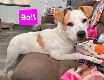 Rescue Hound Dogs for Adoption in Clinton, Missouri - Bolt | PetCurious