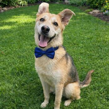 German Shepherd Dog Dogs Available for Adoption - LOCKI GS | PetCurious