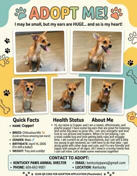 Copper -  Chihuahua Dog for Adoption in Campton, Kentucky - Copper | PetCurious