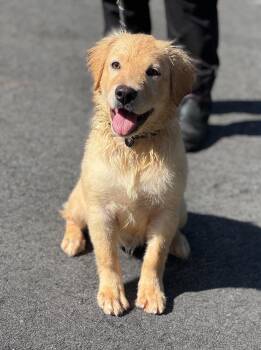 Marie -  Golden Retriever and Yellow Labrador Retriever Dog for Adoption in Sumter, South Carolina - Marie | PetCurious