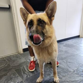 Lulu -  German Shepherd Dog and Mixed Breed Dog for Adoption in Clearwater, Florida - Lulu | PetCurious