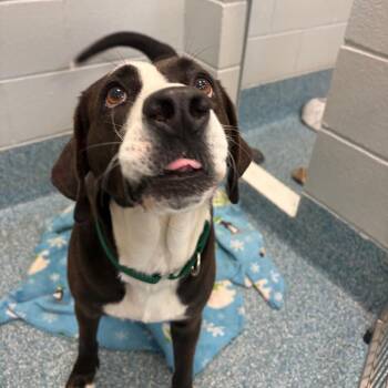 Border Collie Dogs Available for Adoption in Greensboro, North Carolina - BUN | PetCurious