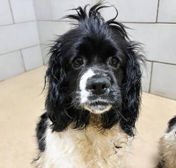 Mixed Breed Dogs Available for Adoption in Nashville, Tennessee - Sploot | PetCurious