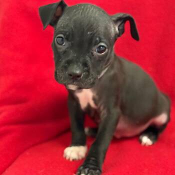 Splash -  Pit Bull Terrier and Mixed Breed Dog for Adoption in St. Peters, Missouri - Splash | PetCurious