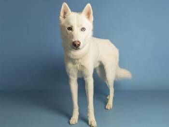FROZONE -  Husky Dog for Adoption in Phoenix, Arizona - FROZONE | PetCurious