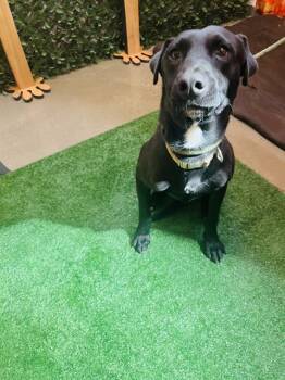 Rescue Labrador Retriever and Mixed Breed Dogs for Adoption in Globe, Arizona - BOBBY | PetCurious