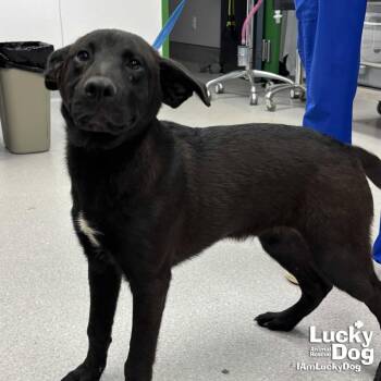Flat Coated Retriever and Retriever Dogs Available for Adoption in Washington, District Of Columbia - Wendall | PetCurious