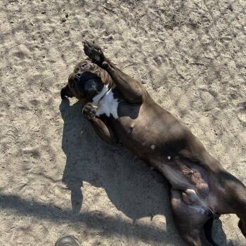 Shamrock -  Mixed Breed Dog for Adoption in Newark, New Jersey - Shamrock | PetCurious