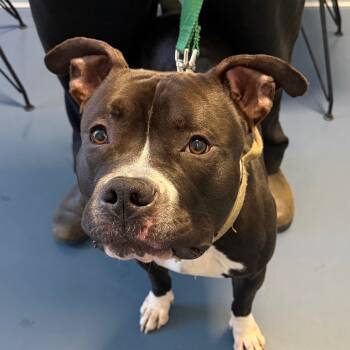 Rescue Pit Bull Terrier Dogs for Adoption in Greensboro, North Carolina - Mashlin | PetCurious