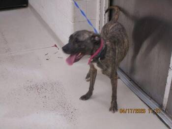 Pit Bull Terrier Dogs Available for Adoption in Marietta, Georgia - Venus(848) | PetCurious