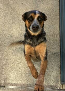 Rescue Australian Cattle Dog Blue Heeler Dogs for Adoption in Bartlesville, Oklahoma - Ziggy (Brumby) | PetCurious