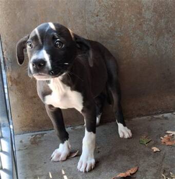 A273519 -  Pit Bull Terrier and Mixed Breed Dog for Adoption in Chula Vista, California - A273519 | PetCurious