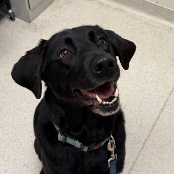 Soup -  Black Labrador Retriever Dog for Adoption in Murray, Utah - Soup | PetCurious