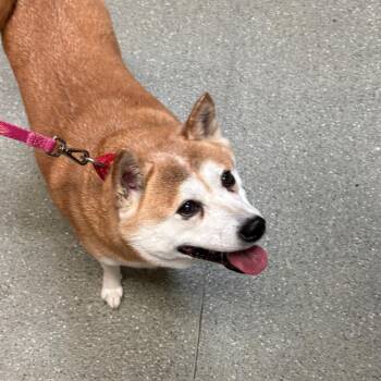 Ruby -  Shiba Inu Dog for Adoption - Ruby | PetCurious