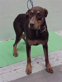 Rescue Labrador Retriever and Mixed Breed Dogs for Adoption in Houston, Texas - A2040164 | PetCurious