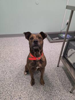 Sasha -  Terrier Dog for Adoption in Athens, Tennessee - Sasha | PetCurious