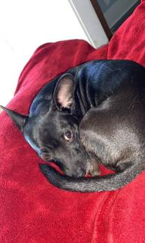 Chihuahua Dogs Available for Adoption - Spud | PetCurious