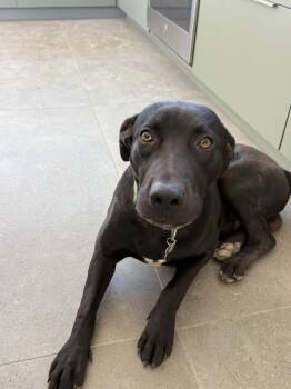Simo -  Labrador Retriever Dog for Adoption in Santa Monica, California - Simo | PetCurious