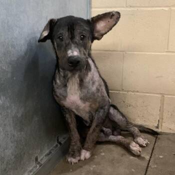 Pickle -  Pit Bull Terrier and Mixed Breed Dog for Adoption in Edinburg, Texas - Pickle | PetCurious