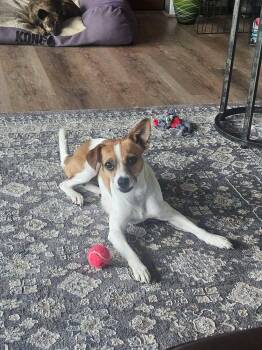 Rhian -  Terrier and Jack Russell Terrier Dog for Adoption in Covington, Washington - Rhian | PetCurious