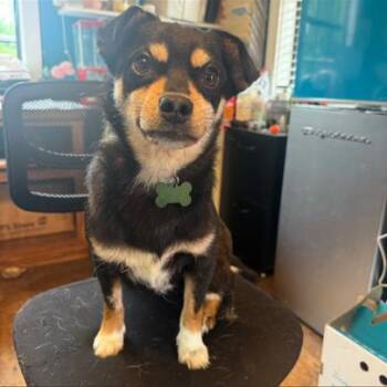 Chihuahua and Pekingese Dogs Available for Adoption in Jersey City, New Jersey - Pele | PetCurious