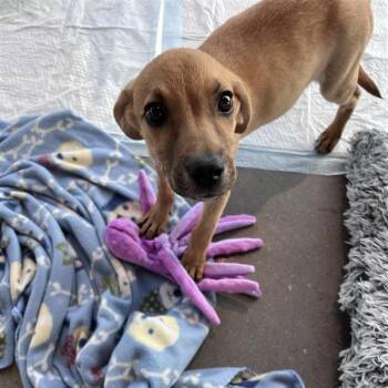 Samantha -  Mixed Breed Dog for Adoption in Bentonville, Arkansas - Samantha | PetCurious