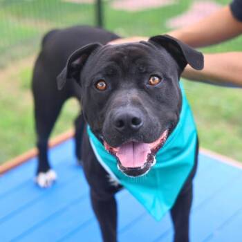 American Staffordshire Terrier Dogs Available for Adoption in San Antonio, Texas - BROOKE | PetCurious