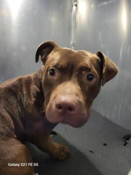 A814280 -  American Staffordshire Terrier Dog for Adoption in San Antonio, Texas - A814280 | PetCurious