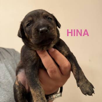 Hina -  Mixed Breed Dog for Adoption in Keaau, Hawaii - Hina | PetCurious