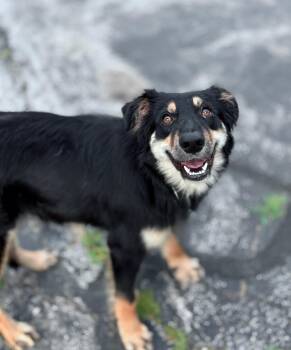 Kaylee in NH Come Meet our Adoptable Dogs Wednesday-Saturday. Mo -  Australian Shepherd Dog for Adoption in Manchester, New Hampshire - Kaylee In NH Come Meet Our Adoptable Dogs Wednesday-Saturday. Mo | PetCurious