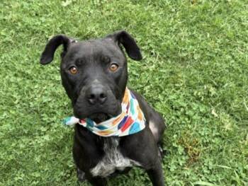 Pit Bull Terrier Dogs Available for Adoption in Tulsa, Oklahoma - TIDE | PetCurious