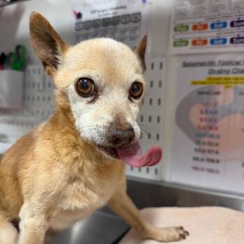 Chihuahua Dogs Available for Adoption in League City, Texas - Bobby | PetCurious