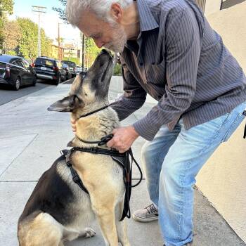 ROCKY -  German Shepherd Dog and Shepherd Dog for Adoption in Los Angeles, California - ROCKY | PetCurious