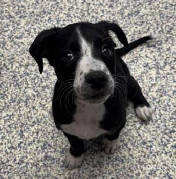 Sassy -  Border Collie Dog for Adoption in Golden, Colorado - Sassy | PetCurious