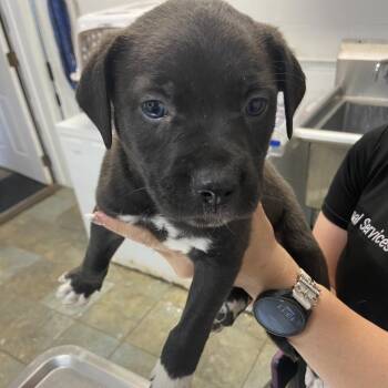 Mixed Breed Dogs Available for Adoption in Melrose, Florida - Ricky | PetCurious