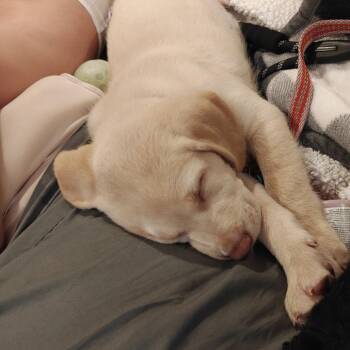 Fish D12304 -  Yellow Labrador Retriever and Labrador Retriever Dog for Adoption - Fish D12304 | PetCurious