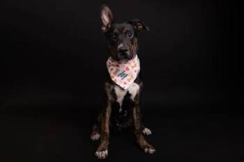 Shepherd and Mixed Breed Dogs Available for Adoption - Geometry | PetCurious