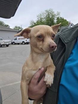 Chihuahua and Dachshund Dogs Available for Adoption in Beatrice, Nebraska - Ciabatta | PetCurious